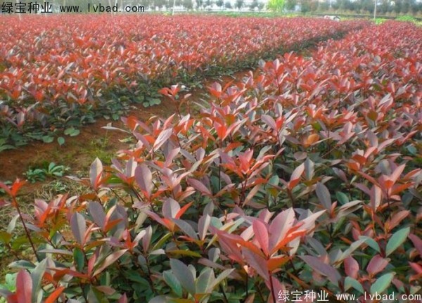紅葉石楠<a href='http://www.hn123.net.cn/' target='_blank'>種子</a>