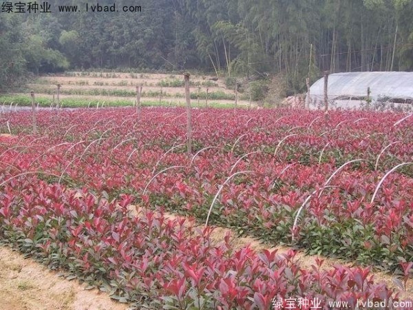 <a href='http://www.hn123.net.cn/linmuzhongzi/1747.html' target='_blank'>紅葉石楠種子</a>
