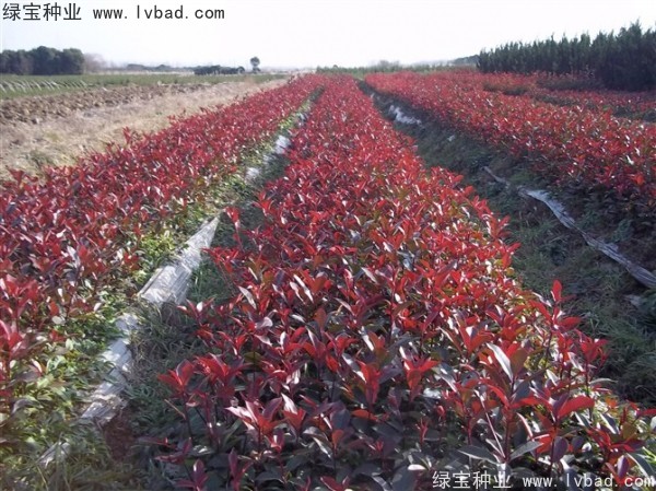 <a href='http://www.hn123.net.cn/linmuzhongzi/1747.html' target='_blank'>紅葉石楠種子</a>