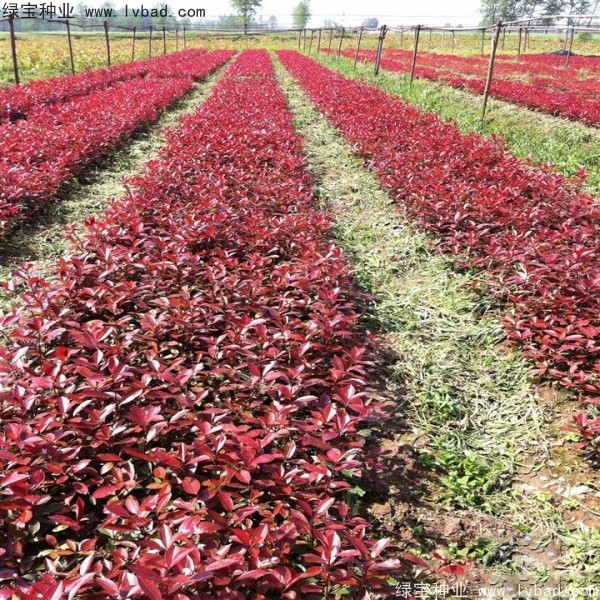 紅葉石楠<a href='http://www.hn123.net.cn/' target='_blank'>種子</a>