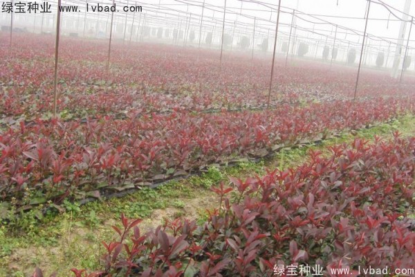 <a href='http://www.hn123.net.cn/linmuzhongzi/1747.html' target='_blank'>紅葉石楠種子</a>