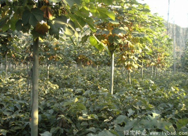 <a href='http://www.hn123.net.cn/linmuzhongzi/1749.html' target='_blank'>青桐</a><a href='http://www.hn123.net.cn/' target='_blank'>種子</a>