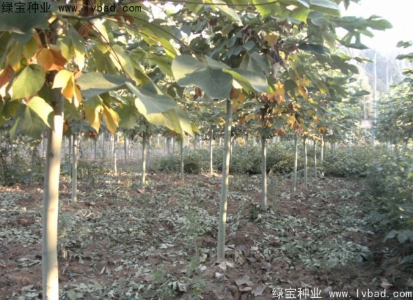 <a href='http://www.hn123.net.cn/linmuzhongzi/1749.html' target='_blank'>青桐種子</a>