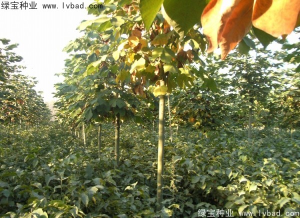 <a href='http://www.hn123.net.cn/linmuzhongzi/1749.html' target='_blank'>青桐種子</a>