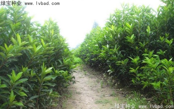 <a href='http://www.hn123.net.cn/linmuzhongzi/1750.html' target='_blank'>法國(guó)冬青</a><a href='http://www.hn123.net.cn/' target='_blank'>種子</a>