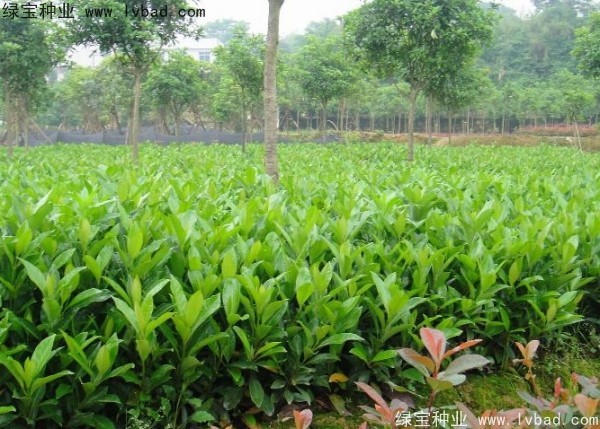 <a href='http://www.hn123.net.cn/linmuzhongzi/1750.html' target='_blank'>法國(guó)冬青種子</a>