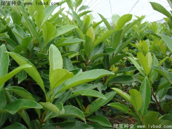 法國(guó)冬青種子