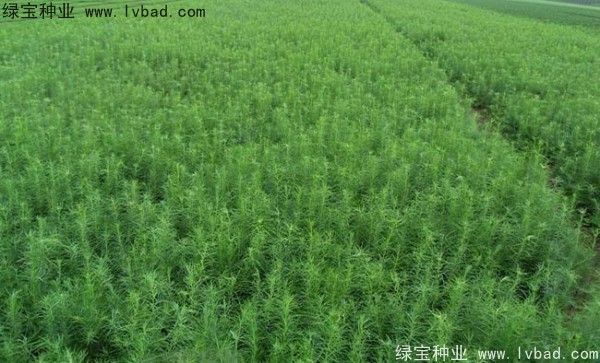<a href='http://www.hn123.net.cn/linmuzhongzi/1751.html' target='_blank'>落葉松種子</a>