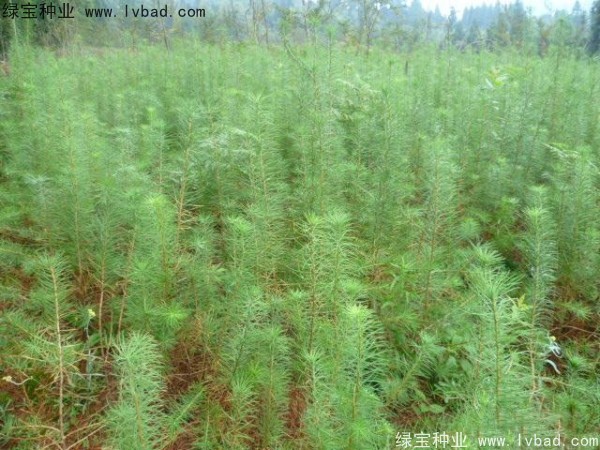 落葉松<a href='http://www.hn123.net.cn/' target='_blank'>種子</a>