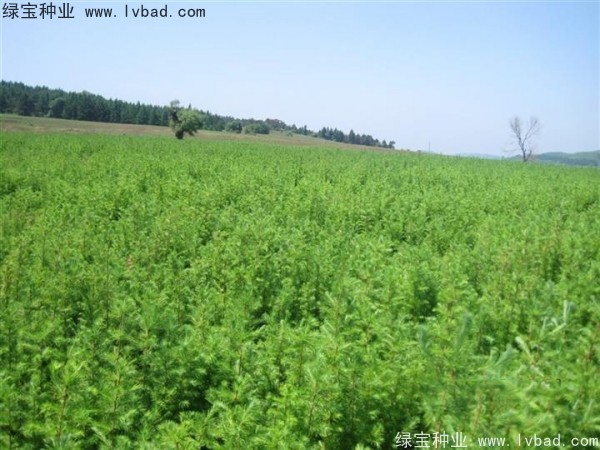 落葉松<a href='http://www.hn123.net.cn/' target='_blank'>種子</a>