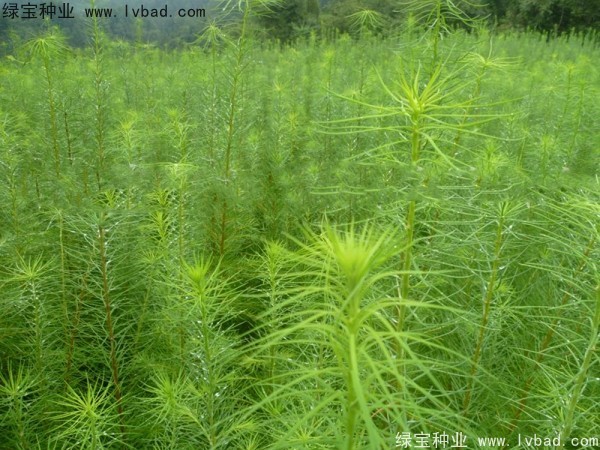 落葉松<a href='http://www.hn123.net.cn/' target='_blank'>種子</a>