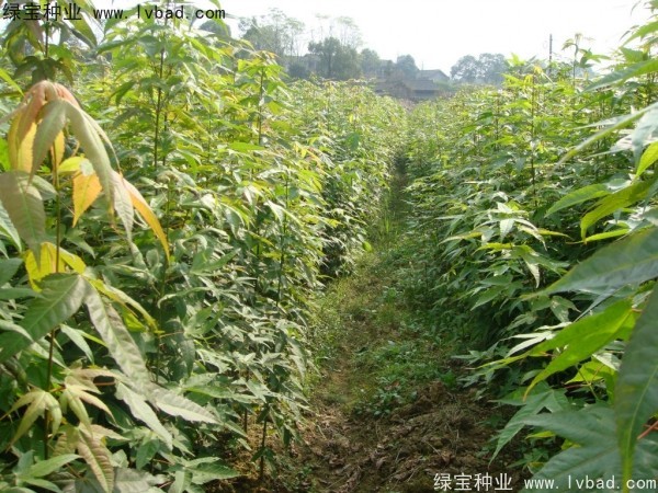 <a href='http://www.hn123.net.cn/linmuzhongzi/1752.html' target='_blank'>青楓</a><a href='http://www.hn123.net.cn/' target='_blank'>種子</a>