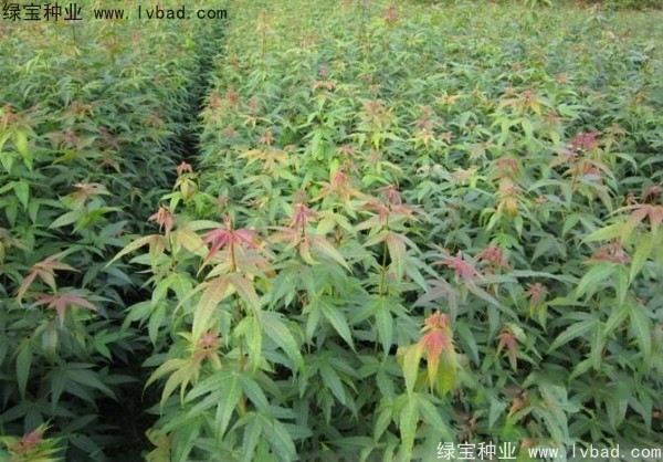 <a href='http://www.hn123.net.cn/linmuzhongzi/1752.html' target='_blank'>青楓</a><a href='http://www.hn123.net.cn/' target='_blank'>種子</a>