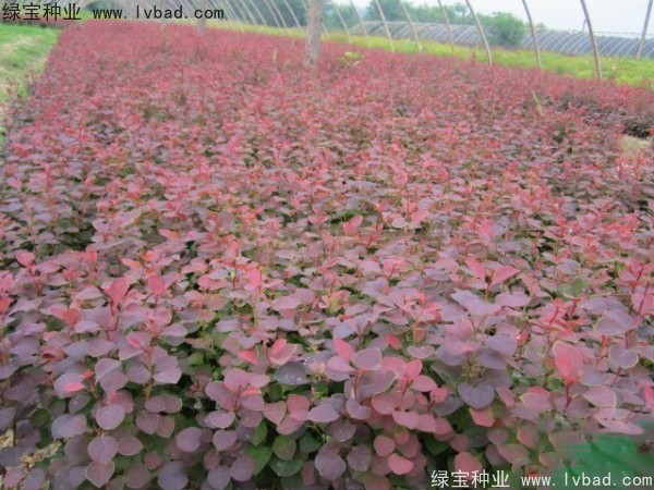 紅葉小檗<a href='http://www.hn123.net.cn/' target='_blank'>種子</a>
