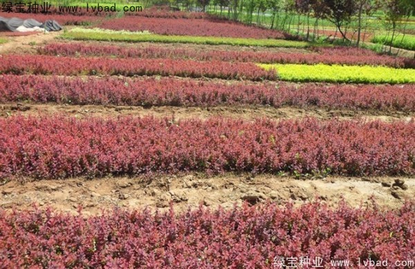 <a href='http://www.hn123.net.cn/linmuzhongzi/1753.html' target='_blank'>紅葉小檗種子</a>