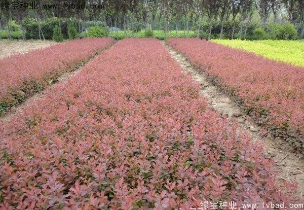 紅葉小檗<a href='http://www.hn123.net.cn/' target='_blank'>種子</a>