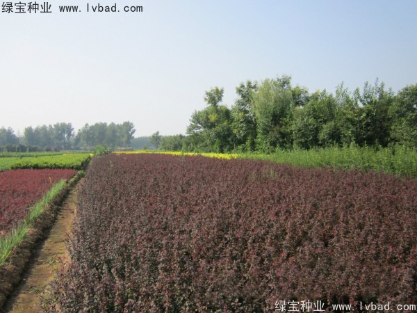 <a href='http://www.hn123.net.cn/linmuzhongzi/1753.html' target='_blank'>紅葉小檗種子</a>