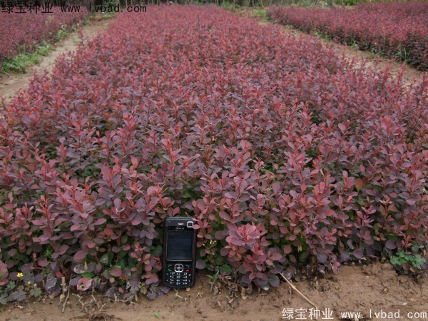 <a href='http://www.hn123.net.cn/linmuzhongzi/1753.html' target='_blank'>紅葉小檗</a>