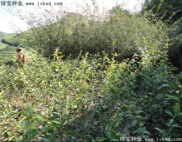 <a href='http://www.hn123.net.cn/linmuzhongzi/1754.html' target='_blank'>垂絲海棠種子</a>