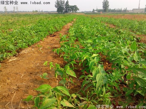 <a href='http://www.hn123.net.cn/linmuzhongzi/1755.html' target='_blank'>樸樹種子</a>