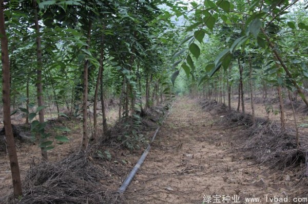 <a href='http://www.hn123.net.cn/linmuzhongzi/1755.html' target='_blank'>樸樹種子</a>