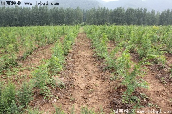<a href='http://www.hn123.net.cn/linmuzhongzi/1755.html' target='_blank'>樸樹</a><a href='http://www.hn123.net.cn/' target='_blank'>種子</a>