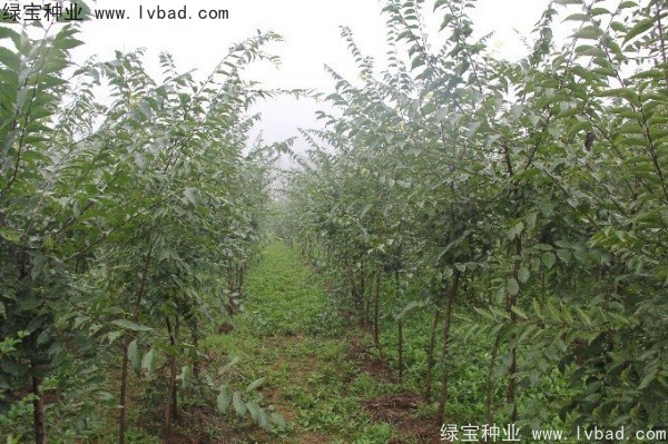 <a href='http://www.hn123.net.cn/linmuzhongzi/1755.html' target='_blank'>樸樹種子</a>