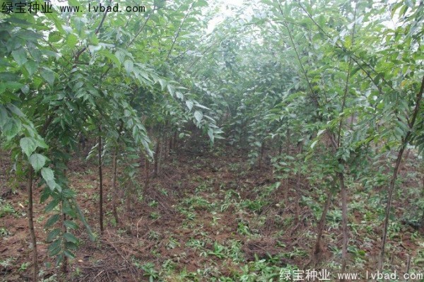 樸樹<a href='http://www.hn123.net.cn/' target='_blank'>種子</a>