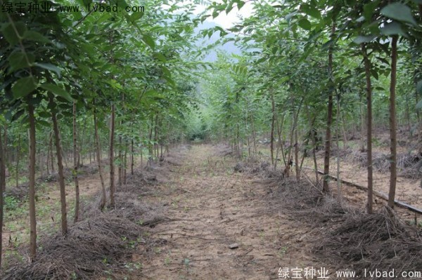 <a href='http://www.hn123.net.cn/linmuzhongzi/1755.html' target='_blank'>樸樹</a><a href='http://www.hn123.net.cn/' target='_blank'>種子</a>