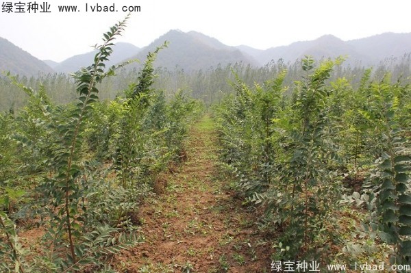 樸樹種子