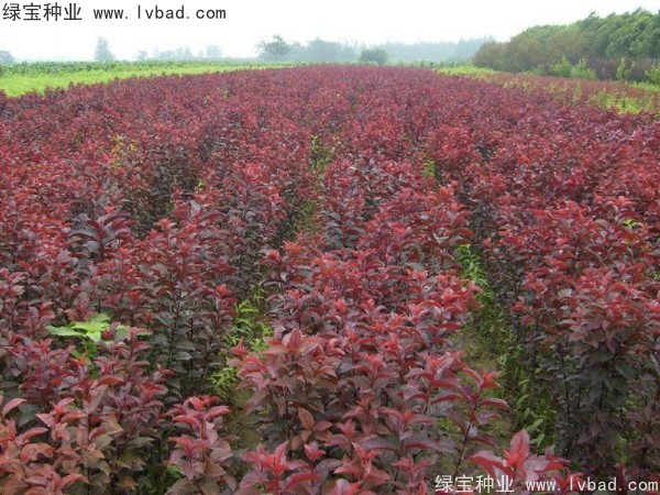 <a href='http://www.hn123.net.cn/linmuzhongzi/1756.html' target='_blank'>紅葉李種子</a>