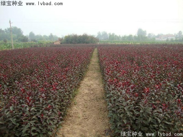 <a href='http://www.hn123.net.cn/linmuzhongzi/1756.html' target='_blank'>紅葉李種子</a>