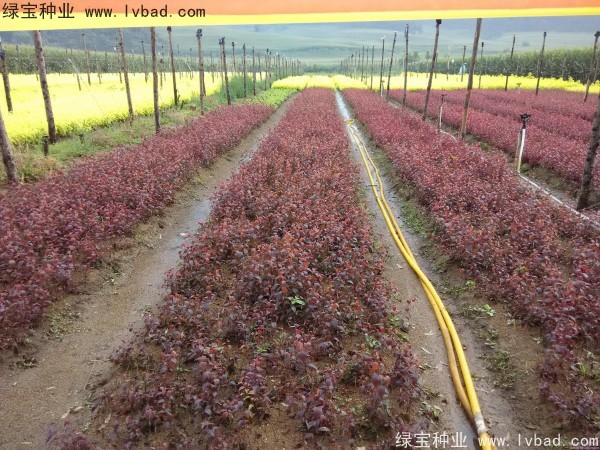 <a href='http://www.hn123.net.cn/linmuzhongzi/1756.html' target='_blank'>紅葉李種子</a>