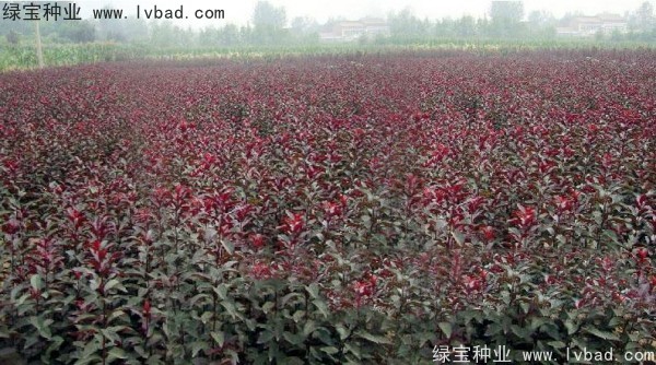 紅葉李<a href='http://www.hn123.net.cn/' target='_blank'>種子</a>