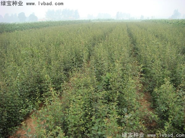 <a href='http://www.hn123.net.cn/linmuzhongzi/1758.html' target='_blank'>木瓜樹種子</a>