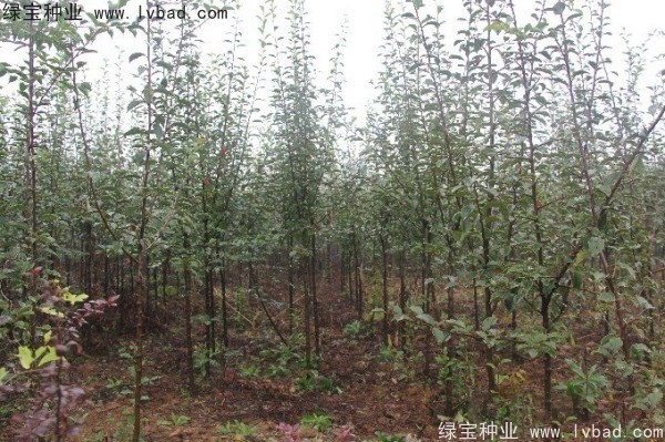<a href='http://www.hn123.net.cn/linmuzhongzi/1758.html' target='_blank'>木瓜樹種子</a>