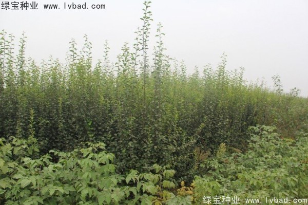 木瓜樹種子