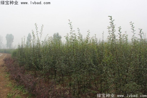 <a href='http://www.hn123.net.cn/linmuzhongzi/1758.html' target='_blank'>木瓜樹種子</a>
