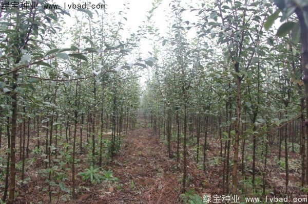 木瓜樹<a href='http://www.hn123.net.cn/' target='_blank'>種子</a>