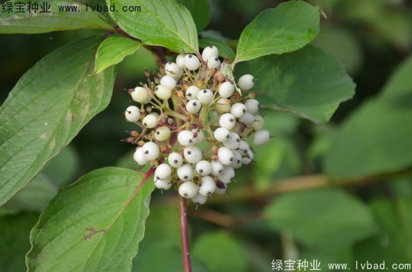 <a href='http://www.hn123.net.cn/linmuzhongzi/1759.html' target='_blank'>紅瑞木</a><a href='http://www.hn123.net.cn/' target='_blank'>種子</a>