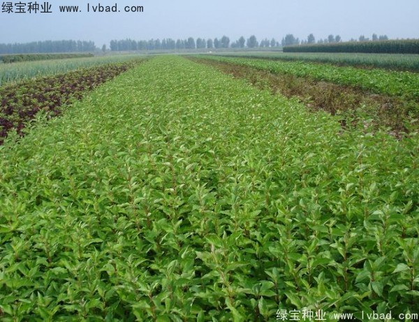 <a href='http://www.hn123.net.cn/linmuzhongzi/1759.html' target='_blank'>紅瑞木種子</a>