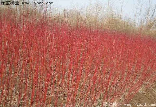 紅瑞木<a href='http://www.hn123.net.cn/' target='_blank'>種子</a>