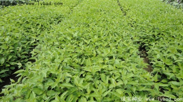 <a href='http://www.hn123.net.cn/linmuzhongzi/1759.html' target='_blank'>紅瑞木種子</a>