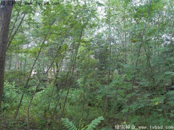 <a href='http://www.hn123.net.cn/linmuzhongzi/1763.html' target='_blank'>楓楊種子</a>