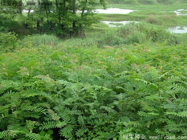 楓楊<a href='http://www.hn123.net.cn/' target='_blank'>種子</a>