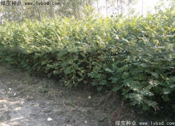 <a href='http://www.hn123.net.cn/linmuzhongzi/1763.html' target='_blank'>楓楊種子</a>