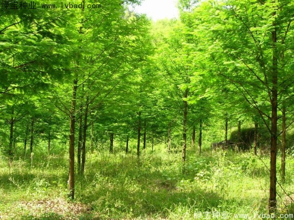 楓楊<a href='http://www.hn123.net.cn/' target='_blank'>種子</a>