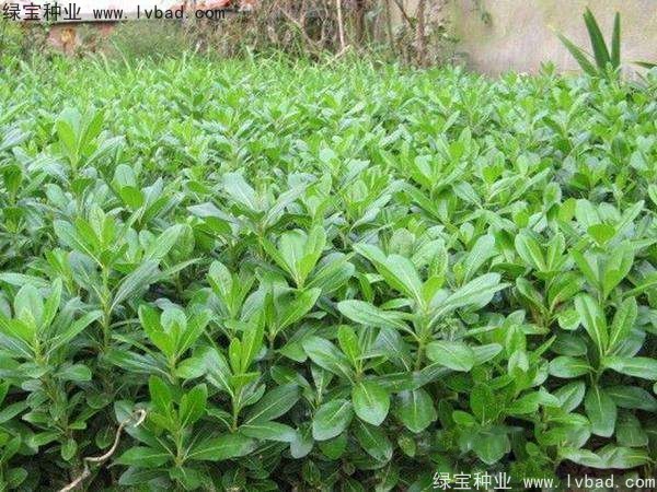 <a href='http://www.hn123.net.cn/linmuzhongzi/1765.html' target='_blank'>海桐種子</a>