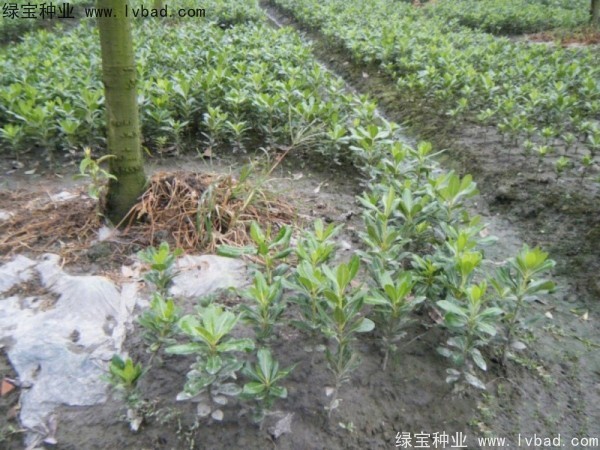 <a href='http://www.hn123.net.cn/linmuzhongzi/1765.html' target='_blank'>海桐種子</a>