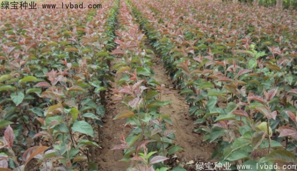 <a href='http://www.hn123.net.cn/linmuzhongzi/1766.html' target='_blank'>海棠種子</a>